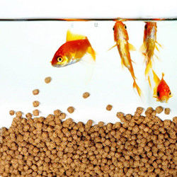 SUS304 Linia produkcyjna pasz pływających dla ryb 200-260 kg/h