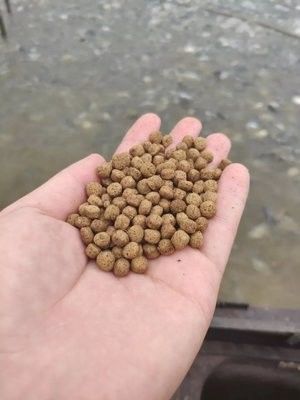 Wytłaczarka do produkcji pływającej paszy dla ryb 100-160 kg/godzinę